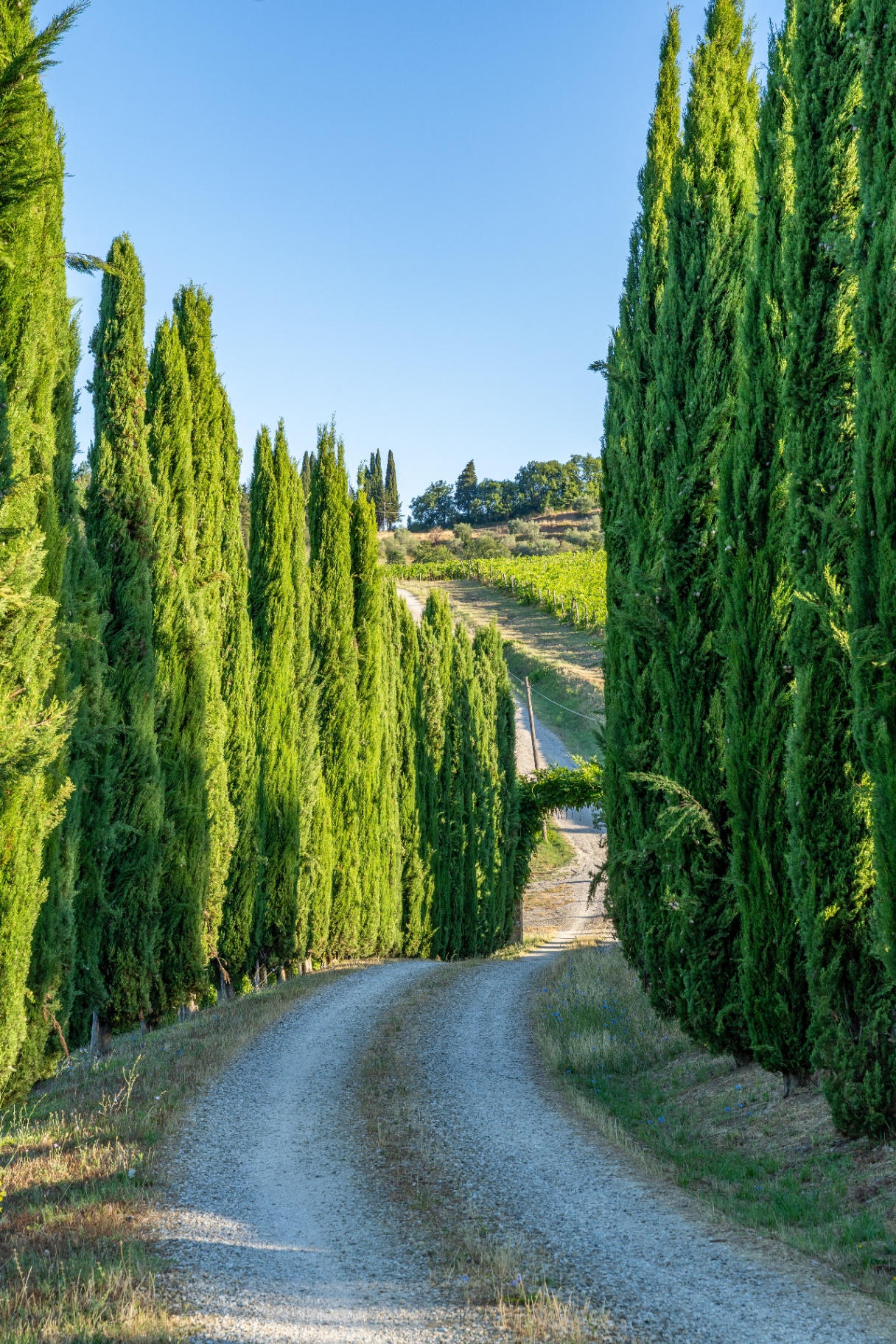 Cypress-lined gravel drive rising through the vineyards